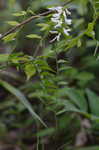 Carolina vetch